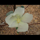  Baumwollblüte
